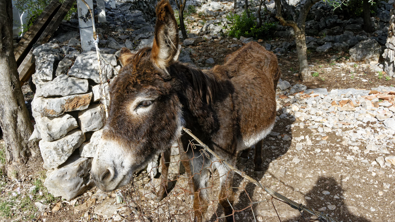 20221103 101344•Radovici•Coastalregion•Montenegro